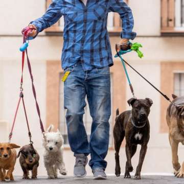 Passeamos cães - Lisboa - Dog Walking