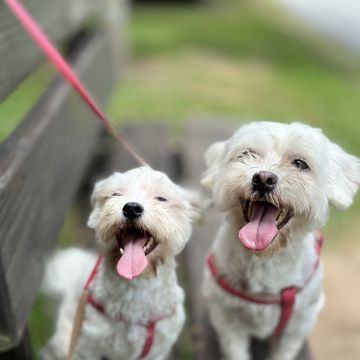 Petsitter Famalicão - Vila Nova de Famalicão - Hundepension