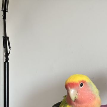 Patudos e Peludos - Braga - Pet Sitting