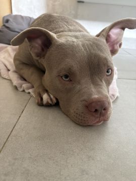 Hotel para Cães
