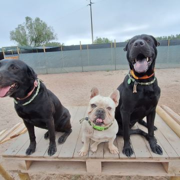 Pet Care and Grooming - João Silva - Litchard Industrial Estate