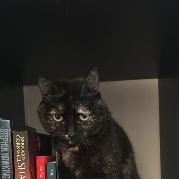 Patudos e Peludos - Braga - Cat Sitting