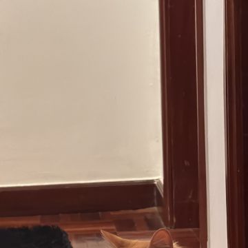 Patudos e Peludos - Braga - Pet Sitting e Pet Walking