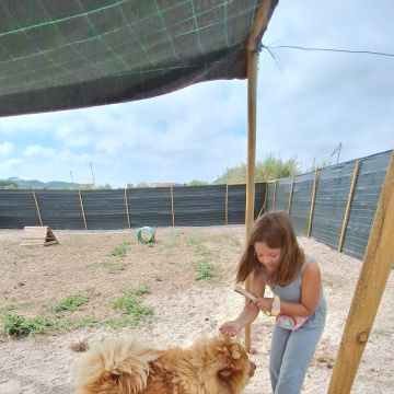 Joaosilva.dogtrainer - Caldas da Rainha - Dog Sitting