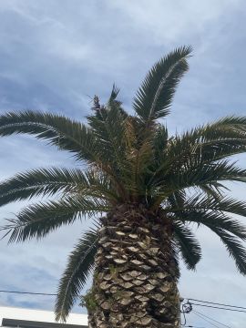 Poda e Manutenção de Árvores - Jardinagem e Relvados
