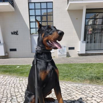 Joaosilva.dogtrainer - Caldas da Rainha - Treino de Cães - Aulas