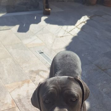 Joaosilva.dogtrainer - Caldas da Rainha - Modificação de Comportamento Animal