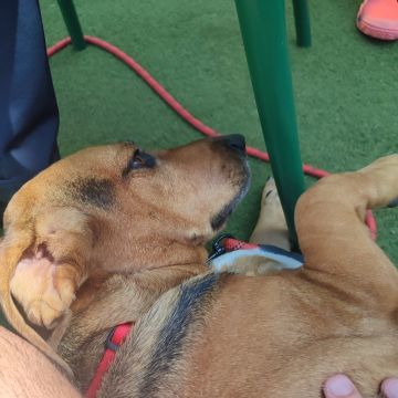 Tiago Lourenço - Vila Franca de Xira - Paseador de perros