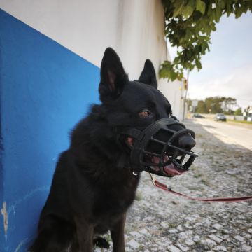 Joaosilva.dogtrainer - Caldas da Rainha - Pet Sitting
