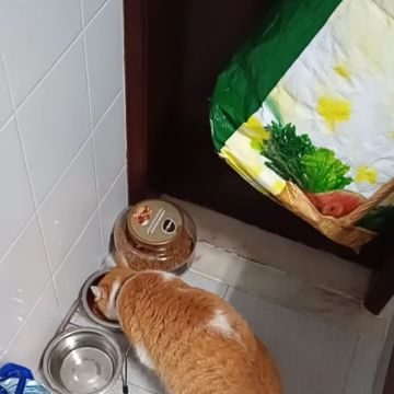 Tiago Lourenço - Vila Franca de Xira - Cuidar tus mascotas
