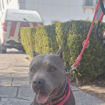 Joaosilva.dogtrainer - Caldas da Rainha - Pet Sitting e Pet Walking
