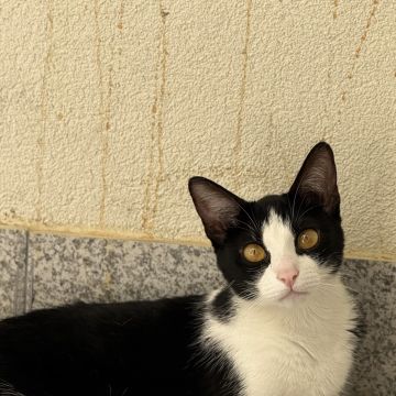 Patudos e Peludos - Braga - Cat Sitting
