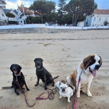 Joaosilva.dogtrainer - Caldas da Rainha - Dog Walking