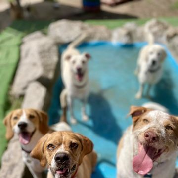 Petsitter Famalicão - Vila Nova de Famalicão - Haustierbetreuung