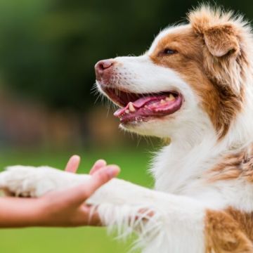 Dog Walkers.pt (Joyce Citty) - Braga - Dog Sitting