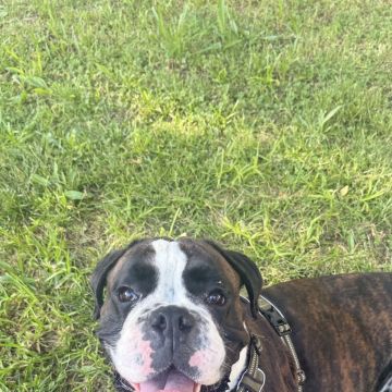 Patudos e Peludos - Braga - Dog Sitting