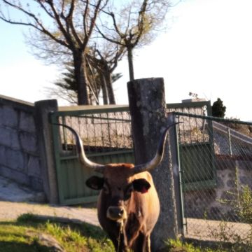 Tiago Lourenço - Vila Franca de Xira - Cuidar tus gatos