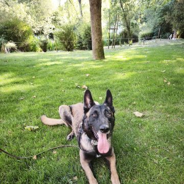 Joaosilva.dogtrainer - Caldas da Rainha - Dog Walking