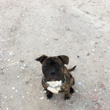 treinador de cães - Abrantes - Treino Animal e Modificação Comportamental (Não-canino)