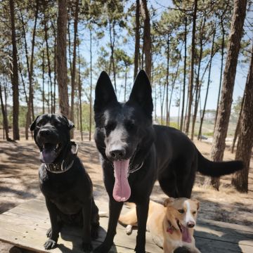 Joaosilva.dogtrainer - Caldas da Rainha - Cat Sitting