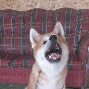 Joaosilva.dogtrainer - Caldas da Rainha - Cat Sitting