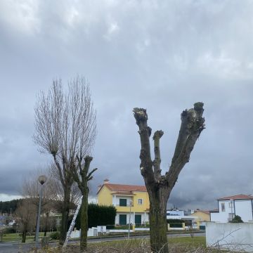 GEONACIONAL UNIPESSOAL LDA. - Torres Novas - Shrub Removal