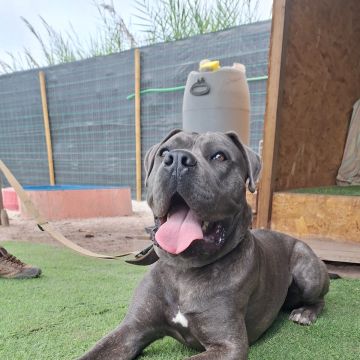 Joaosilva.dogtrainer - Caldas da Rainha - Treino de Cães