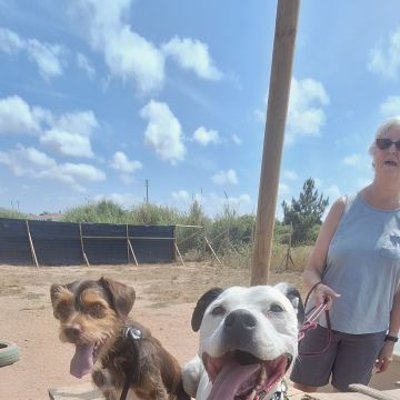 Joaosilva.dogtrainer - Caldas da Rainha - Treino de Cães - Aulas