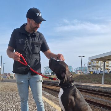 Joaosilva.dogtrainer - Caldas da Rainha - Treino de Animais