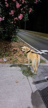 Dog Walkers.pt (Joyce Citty) - Braga - Cuidados para Animais de Estimação