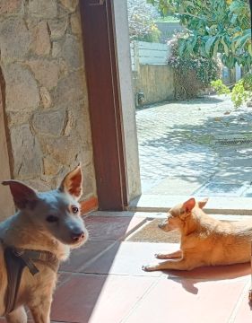 Tierbetreuer