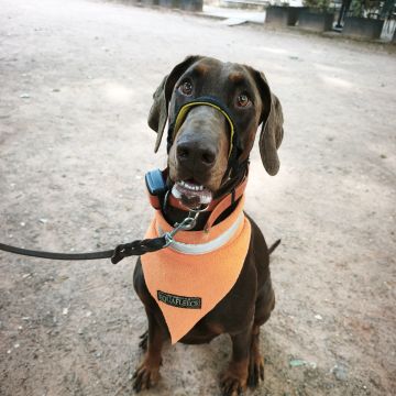Joaosilva.dogtrainer - Caldas da Rainha - Dog Sitting