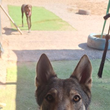 Joaosilva.dogtrainer - Caldas da Rainha - Pet Sitting