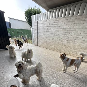 Petsitter Famalicão - Vila Nova de Famalicão - Haustierbetreuung und Tierpension