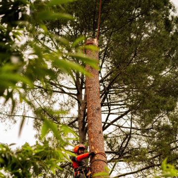 AB VertSol - Maia - Baumstumpf oder -wurzel wegfräsen und entfernen