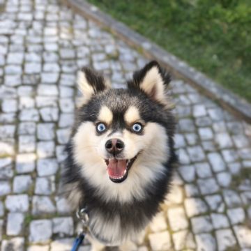 Joaosilva.dogtrainer - Caldas da Rainha - Dog Walking