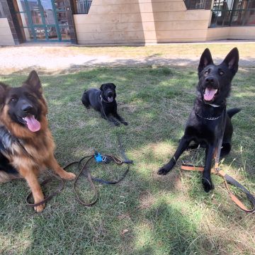 Joaosilva.dogtrainer - Caldas da Rainha - Modificação de Comportamento Animal