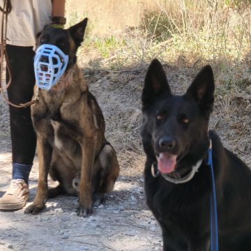 Joaosilva.dogtrainer - Caldas da Rainha - Modificação de Comportamento Animal