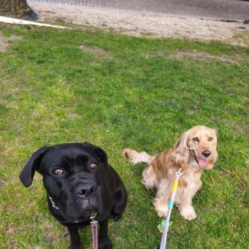 Joaosilva.dogtrainer - Caldas da Rainha - Treino de Animais