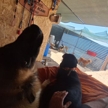 Joaosilva.dogtrainer - Caldas da Rainha - Hotel for Cats