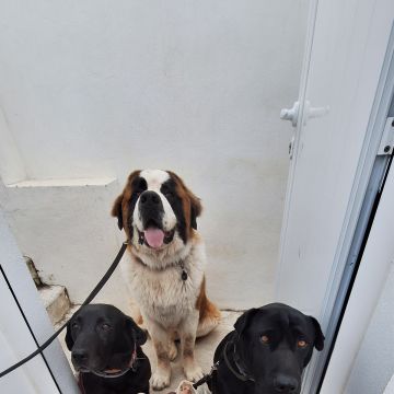 Joaosilva.dogtrainer - Caldas da Rainha - Modificação de Comportamento Animal