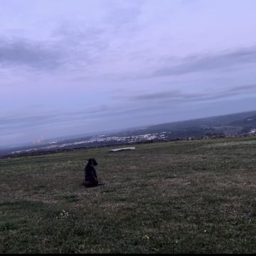 treinador de cães - Loures - Pet Care and Grooming