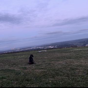 treinador de cães - Abrantes - Cuidados para Animais de Estimação