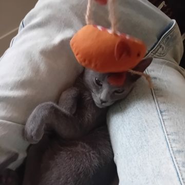 Tiago Lourenço - Vila Franca de Xira - Cuidados y paseos de mascotas