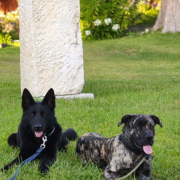 Joaosilva.dogtrainer - Caldas da Rainha - Cat Sitting