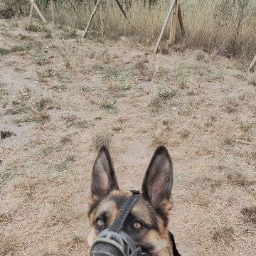 Joaosilva.dogtrainer - Caldas da Rainha - Dog Sitting