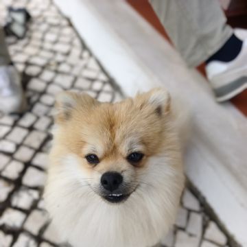 Joaosilva.dogtrainer - Caldas da Rainha - Pet Sitting