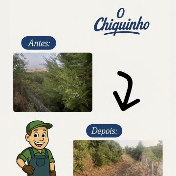 GEONACIONAL by O Chiquinho - Loures - Remoção de Tronco de Árvore