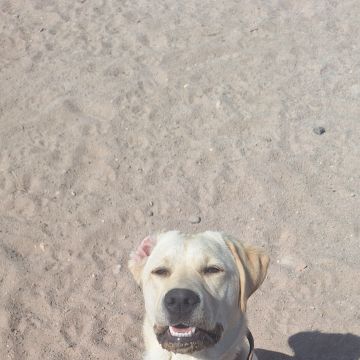 Joaosilva.dogtrainer - Caldas da Rainha - Pet Sitting