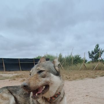Joaosilva.dogtrainer - Caldas da Rainha - Treino de Animais